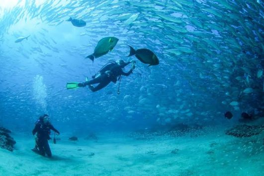 Cabo Pulmo Diving Tour