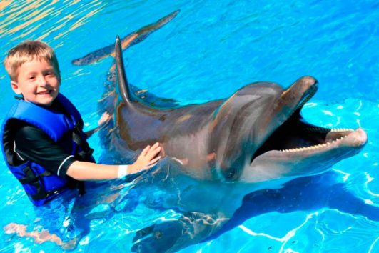 Dolphin Encounter Program