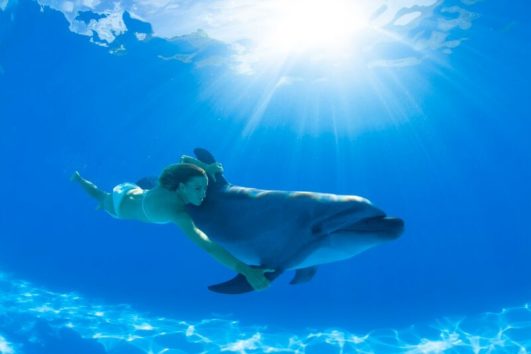 Dolphin Signature Swim