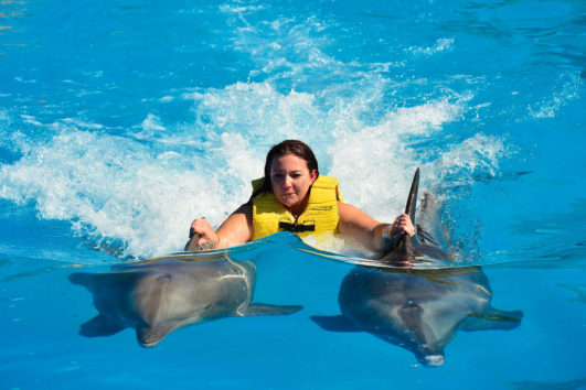 Dolphin Swim Experience