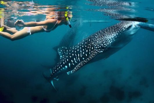 Whale Shark Snorkeling Tour Departing from La Paz with No Lunch (Your Own Transportation)