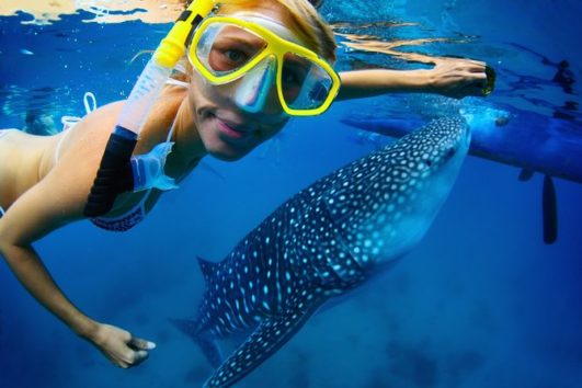 Whale Shark Snorkeling Tour with Lunch (Round-Trip Transportation Included)