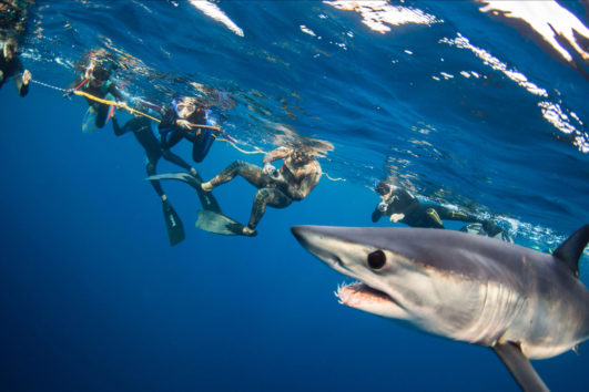 Half Day Snorkeling & Swimming with Sharks